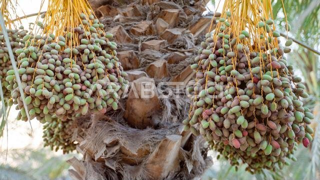 Plantation of date palms, agriculture industry in desert areas of the Middle East