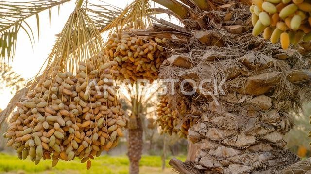 Plantation of date palms, agriculture industry in desert areas of the Middle East