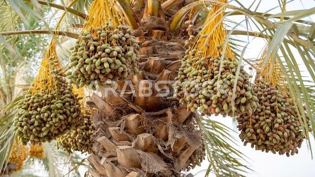 Plantation of date palms, agriculture industry in desert areas of the Middle East