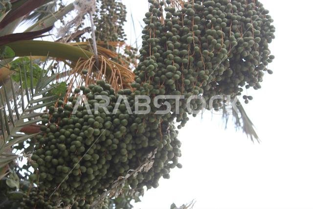 Green date fruit on tree in garden.