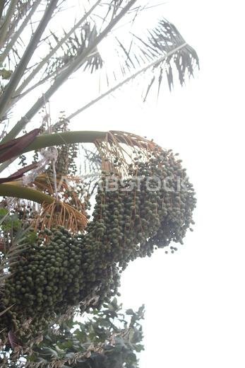 Green date fruit on tree in garden.