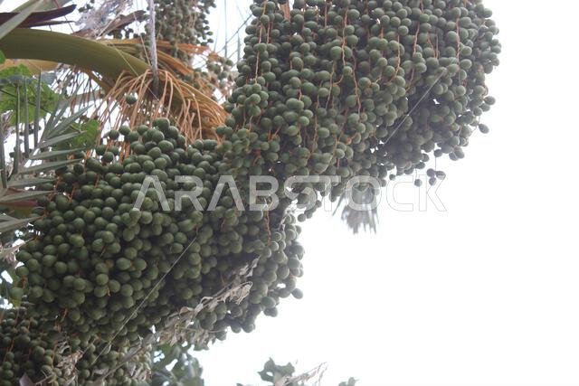 Green date fruit on tree in garden.