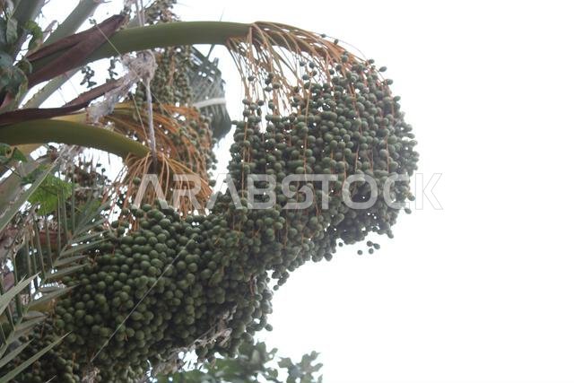 Green date fruit on tree in garden.