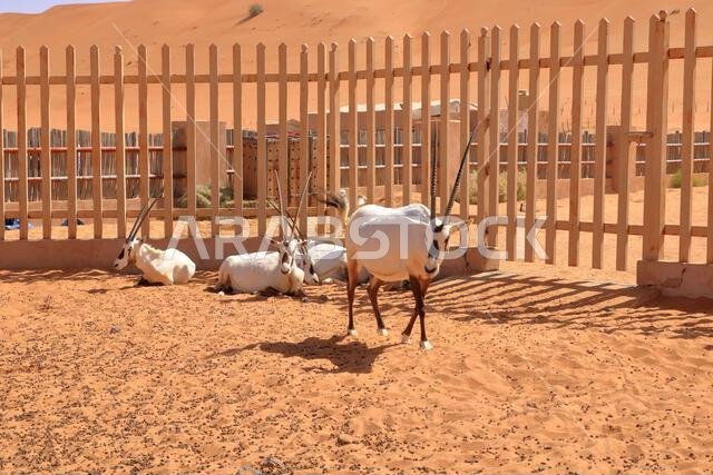 المها العربي يقف في مزرعة صحراوية في صحراء عُمان.