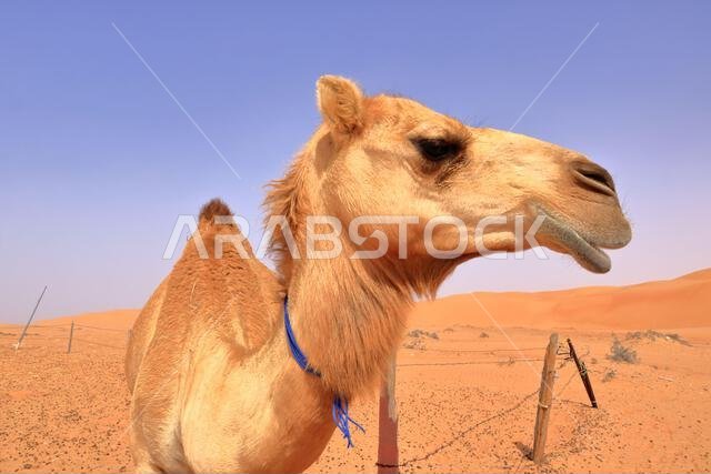 Image of camel in desert Wahiba in Oman