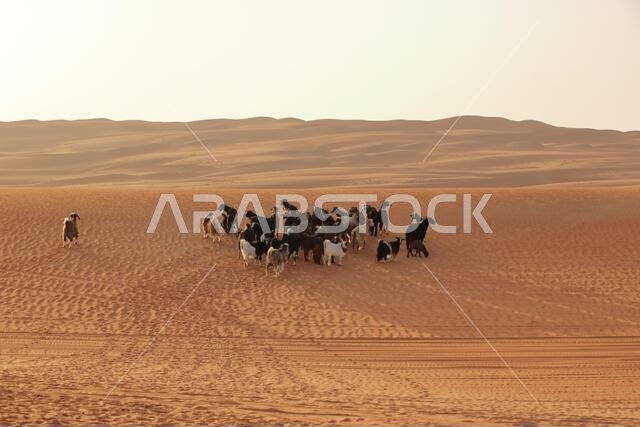 سياج الماعز تحت الكثبان الرملية في رمال وهيبة بسلطنة عمان