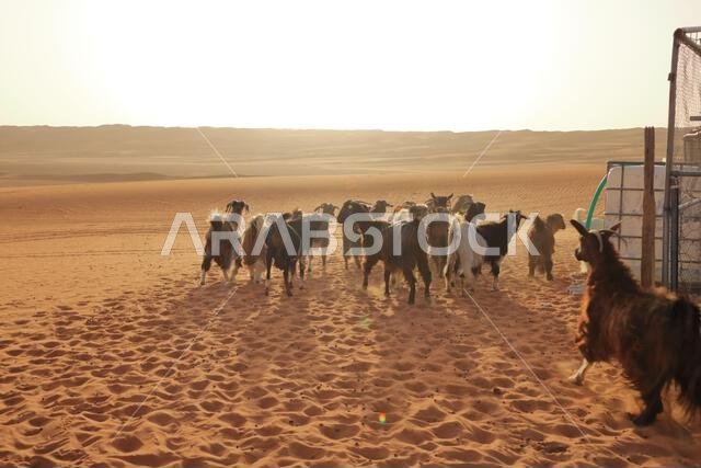 سياج الماعز تحت الكثبان الرملية في رمال وهيبة بسلطنة عمان