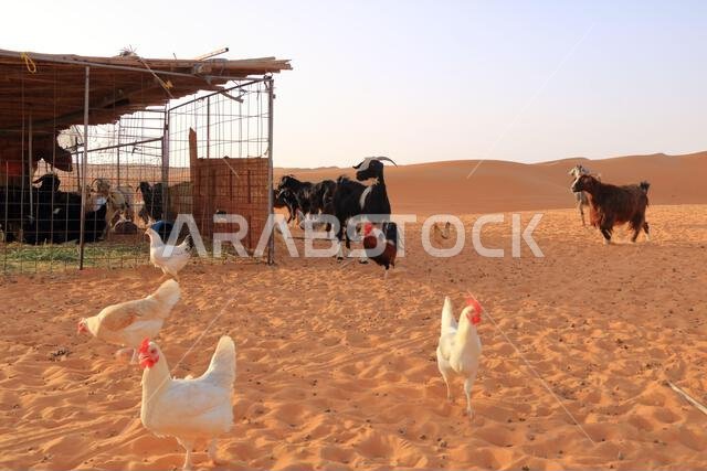 الماعز والدجاج تحت سياج الكثبان الرملية في رمال وهيبة بسلطنة عمان الماعز والدجاج تحت سياج الكثبان الرملية في رمال وهيبة بسلطنة عمان