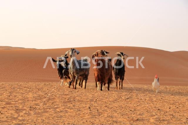 الماعز والدجاج تحت سياج الكثبان الرملية في رمال وهيبة بسلطنة عمان