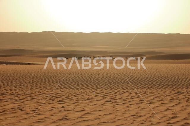 Goats fence under desert dunes wahiba sands in the Oman