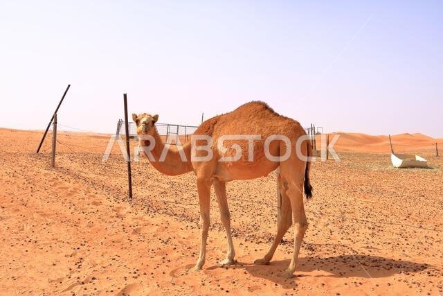 Image of camel in desert Wahiba in Oman