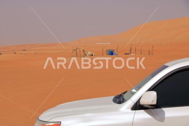 صورة لجمال في صحراء وهيبة بسلطنة عمان