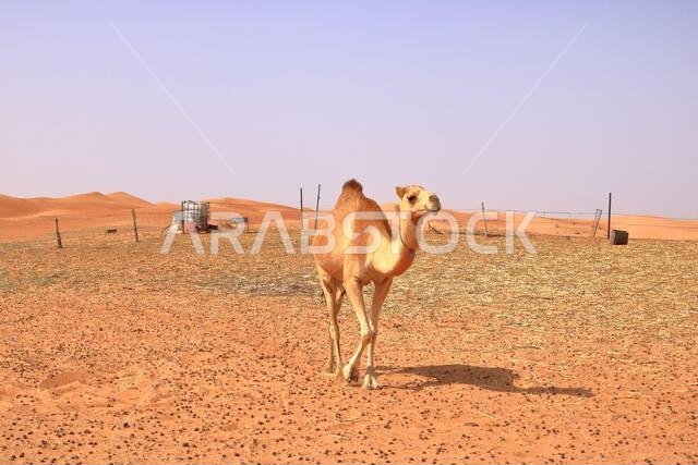 Image of camel in desert Wahiba in Oman