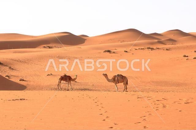 Image of camels in desert Wahiba in Oman