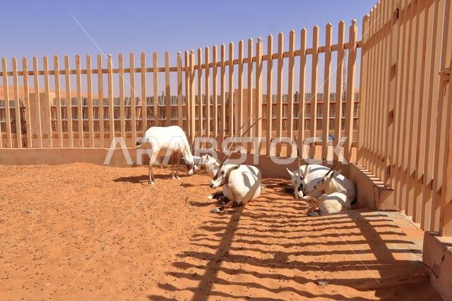 المها العربي يقف في مزرعة صحراوية في صحراء عُمان.