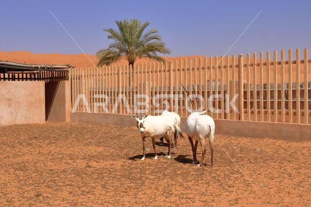 المها العربي يقف في مزرعة صحراوية في صحراء عُمان.
