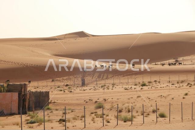 Goats fence under desert dunes wahiba sands in the Oman