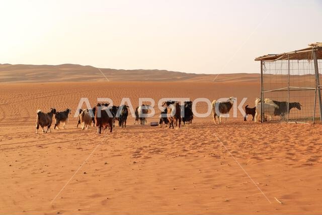 Goats fence under desert dunes wahiba sands in the Oman