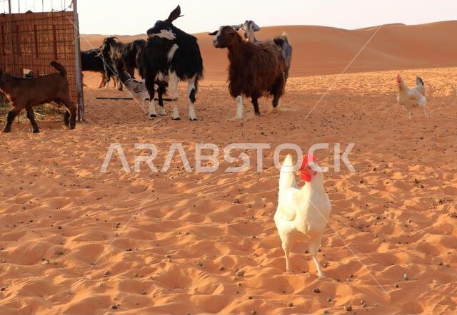 الماعز والدجاج تحت سياج الكثبان الرملية في رمال وهيبة بسلطنة عمان