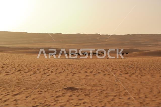 Goats fence under desert dunes wahiba sands in the Oman