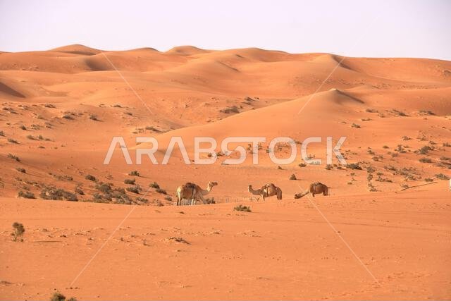Image of camels in desert Wahiba in Oman