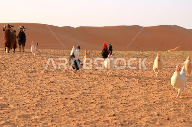 الماعز والدجاج تحت سياج الكثبان الرملية في رمال وهيبة بسلطنة عمان