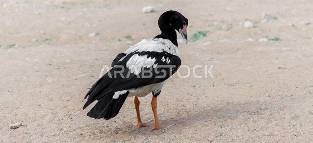 Magpie Goose of australia in the riyadh park
