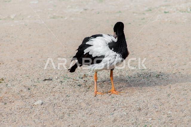 Magpie Goose of australia in the riyadh park
