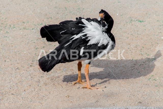 Magpie Goose of australia in the riyadh park