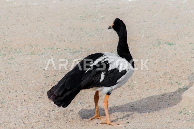 Magpie Goose of australia in the riyadh park Magpie Goose of australia in the riyadh park