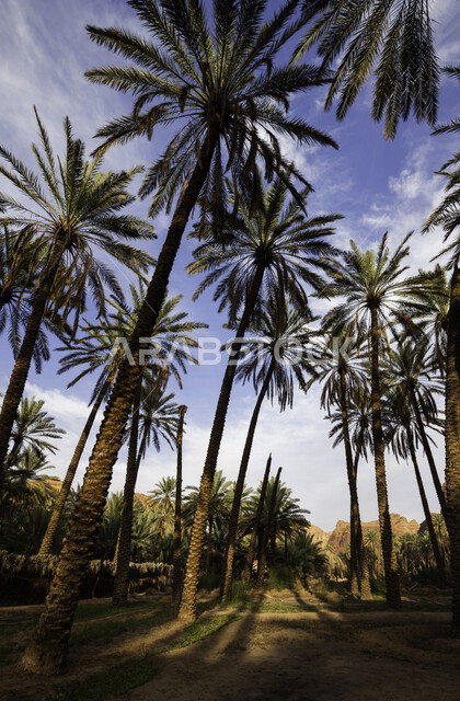 صورة من زاوية سفلية لمزارع أشجار النخيل الخضراء في المملكة العربية السعودية، مزارع النخيل في السعودية، أشجار ومحاصيل زراعية، أراضي زراعية، محمية طبيعية لزراعة أشجار النخيل، خلفية الطبيعة