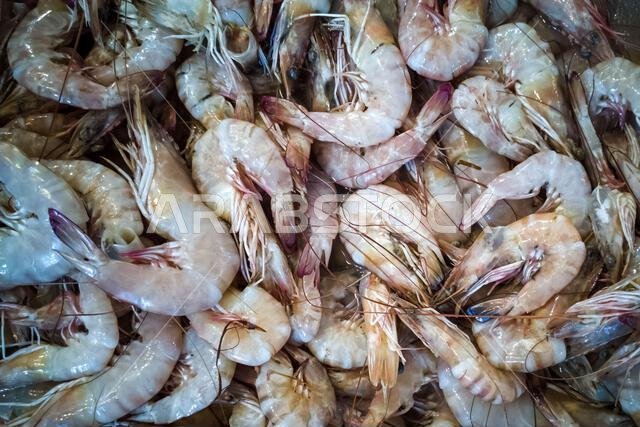 Fish Market in Dammam, Saudi Arabia. Fish Market in Dammam, Saudi Arabia.