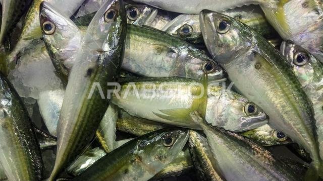 Fish Market in Dammam, Saudi Arabia. Fish Market in Dammam, Saudi Arabia.