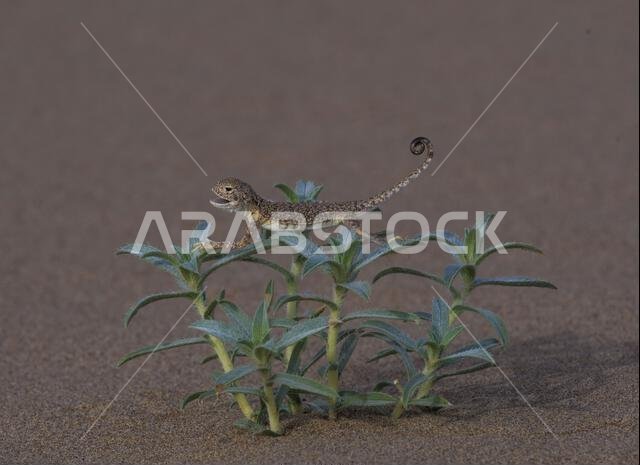 Arabian Toad-headed Agama (Phrynocephalus arabicus) is a species of agamid lizard found in Saudi Arabia, Qatar, United Arab Emirates, Oman, Iran, Arabian Toad-headed Agama (Phrynocephalus arabicus) is a species of agamid lizard found in Saudi Arabia, Qatar, United Arab Emirates, Oman, Iran,