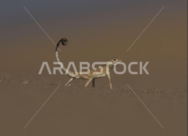 العلجوم العربي ذو الرأس (Phrynocephalusarabicus) هو نوع من السحلية العجمية الموجودة في المملكة العربية السعودية، قطر، الإمارات العربية المتحدة، عمان، إيران،