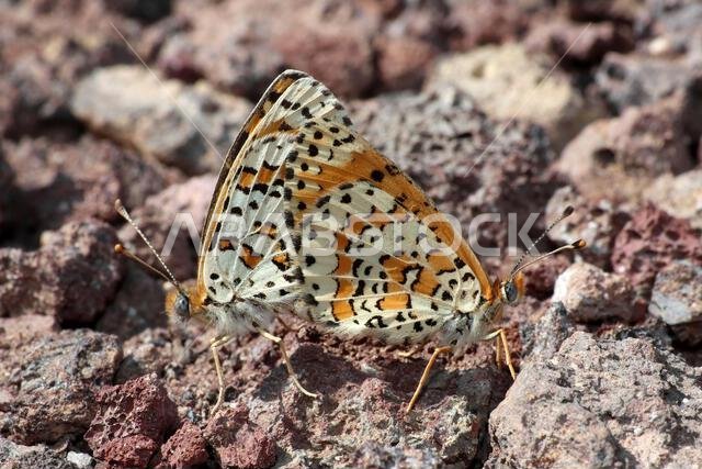 Mating Desert Fritillary Butterflies Melitaea deserticola