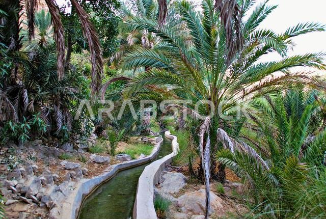 Irrigation channel for the Dates farm in the Oman