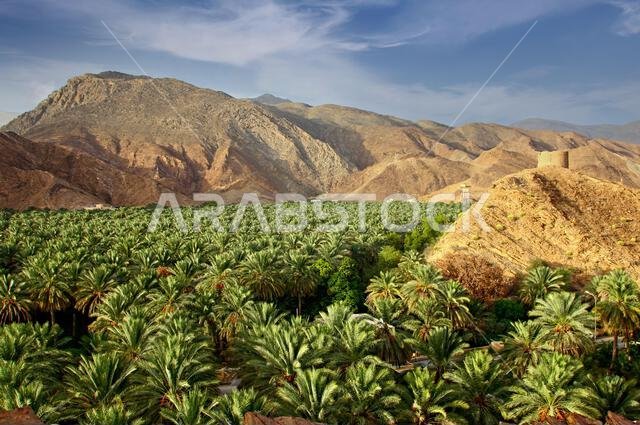 مزرعة نخيل بين التلال الصخرية في سلطنة عمان مزرعة نخيل بين التلال الصخرية في سلطنة عمان