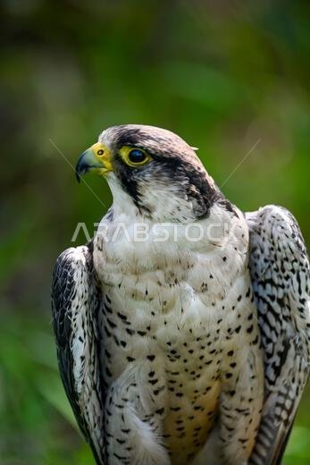 Falco biarmicus or borni falcon, barni or lanario is a species of falconiform bird in the Falconidae family.