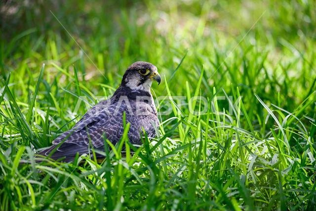 Falco biarmicus or borni falcon, barni or lanario is a species of falconiform bird in the Falconidae family.