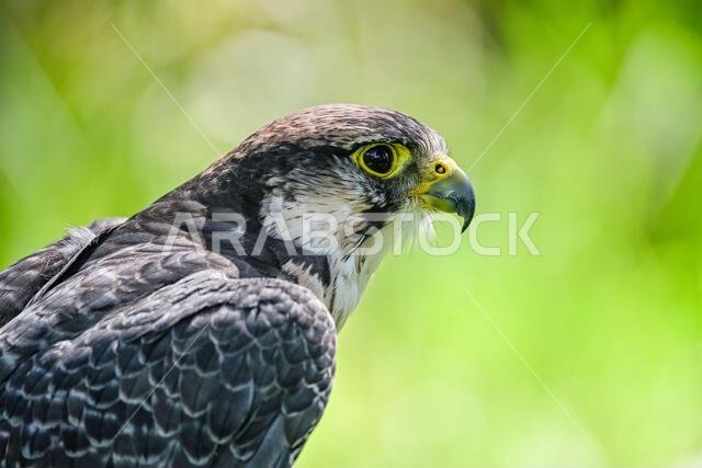 Falco biarmicus or borni falcon, barni or lanario is a species of falconiform bird in the Falconidae family.