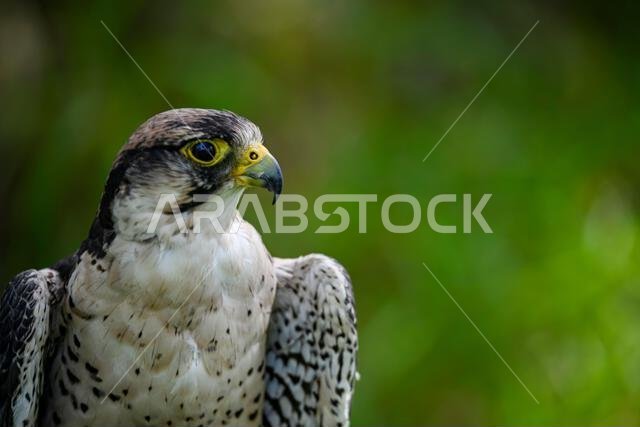 Falco biarmicus or borni falcon, barni or lanario is a species of falconiform bird in the Falconidae family.