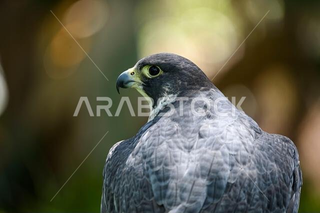 Falco peregrinus female or peregrine falcon, Scottish line.