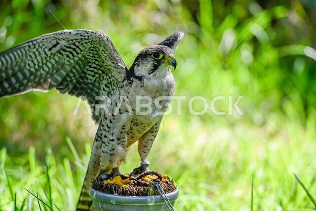 Falco biarmicus or borni falcon, barni or lanario is a species of falconiform bird in the Falconidae family.