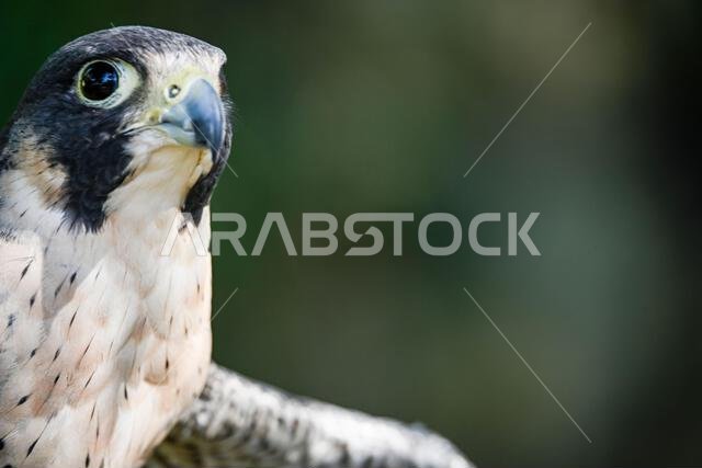 Falco peregrinus male or peregrine falcon, is a species of falconiform bird in the Falconidae family.