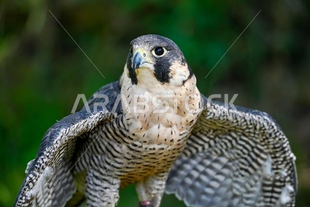 Falco peregrinus male or peregrine falcon, is a species of falconiform bird in the Falconidae family.