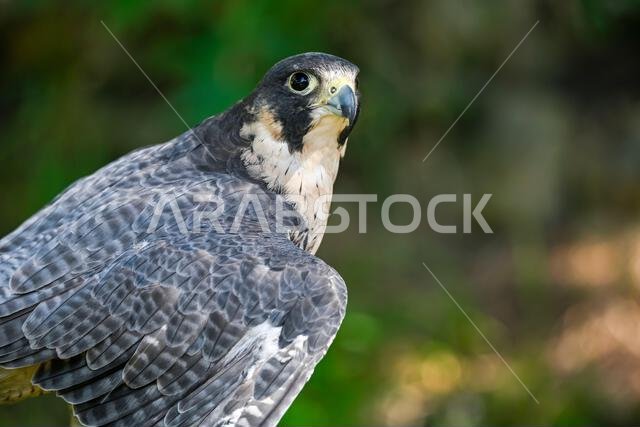 Falco peregrinus male or peregrine falcon, is a species of falconiform bird in the Falconidae family.