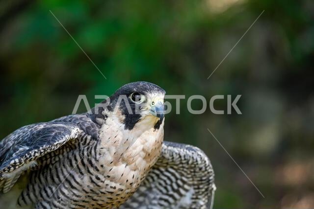 Falco peregrinus male or peregrine falcon, is a species of falconiform bird in the Falconidae family.