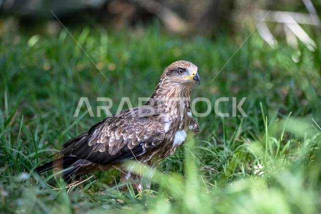 Milvus migrans or black kite is a species of bird in the Accipitridae family.