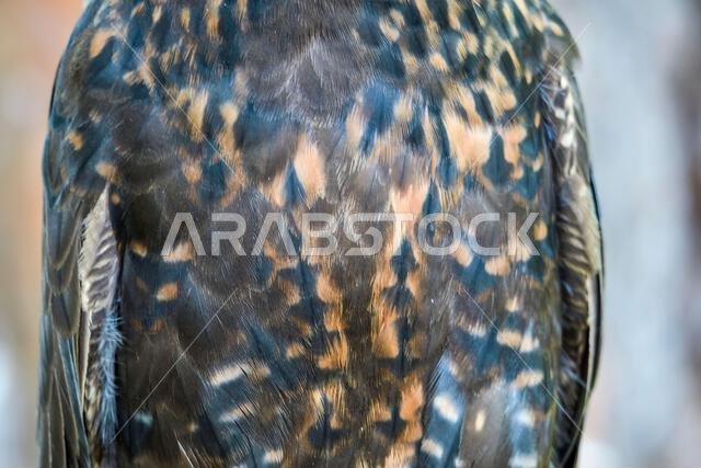 plumbed hybrid X black gyrfalcon.